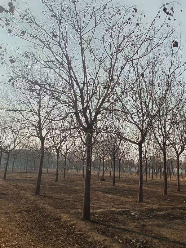 1731996544448631.jpg 18.jpg