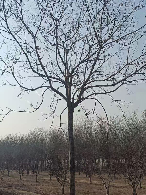 1731996616530534.jpg 17.jpg