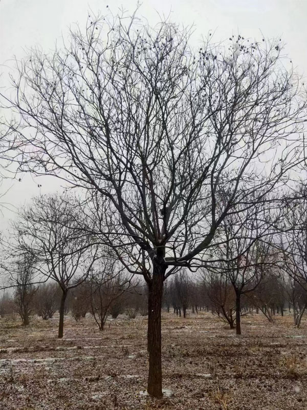 1731996899512386.jpg 15.jpg