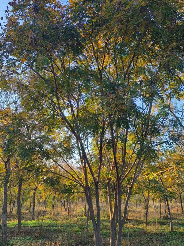 1731996991622741.jpg 14.jpg