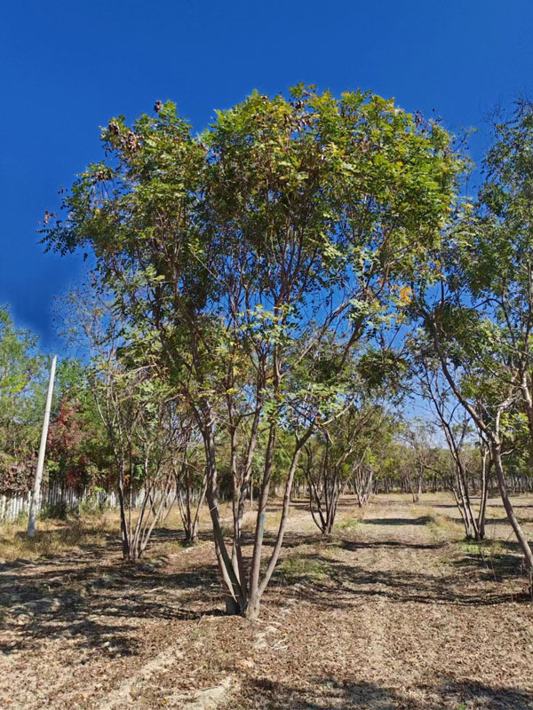 1731997113344286.jpg 13.jpg