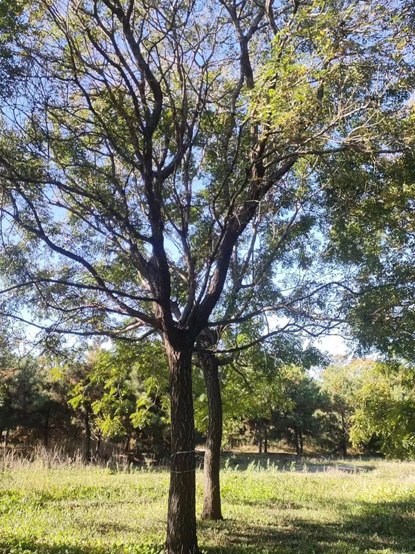 1731997681109169.jpg 7.jpg