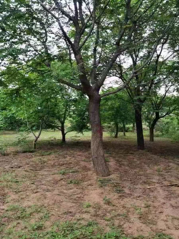 1731997848397452.jpg 5.jpg