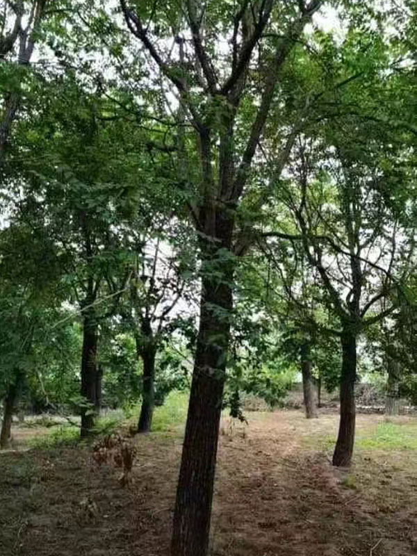 1731998026854939.jpg 4.jpg