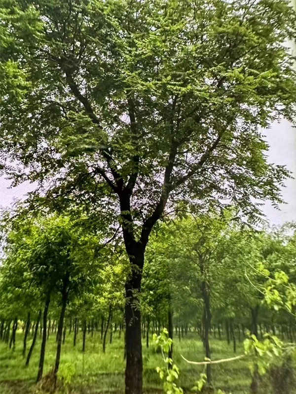 1731998100324107.jpg 3.jpg