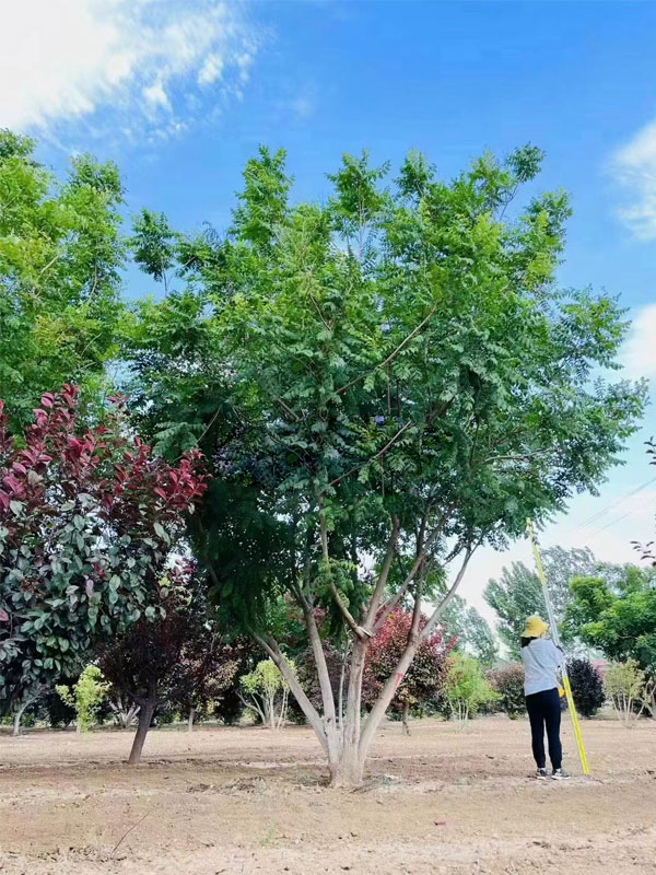 1731998247425760.jpg 1.jpg