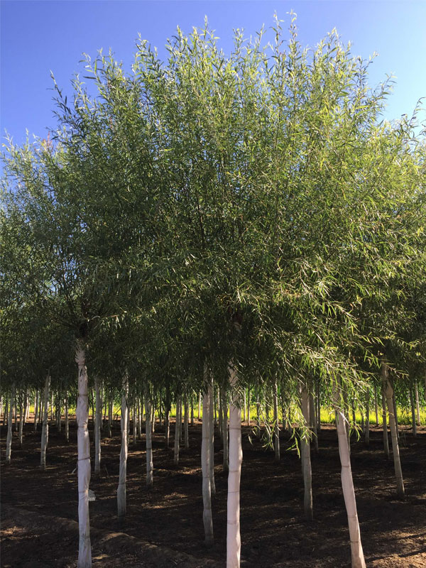 1732080733704837.jpg 33.jpg