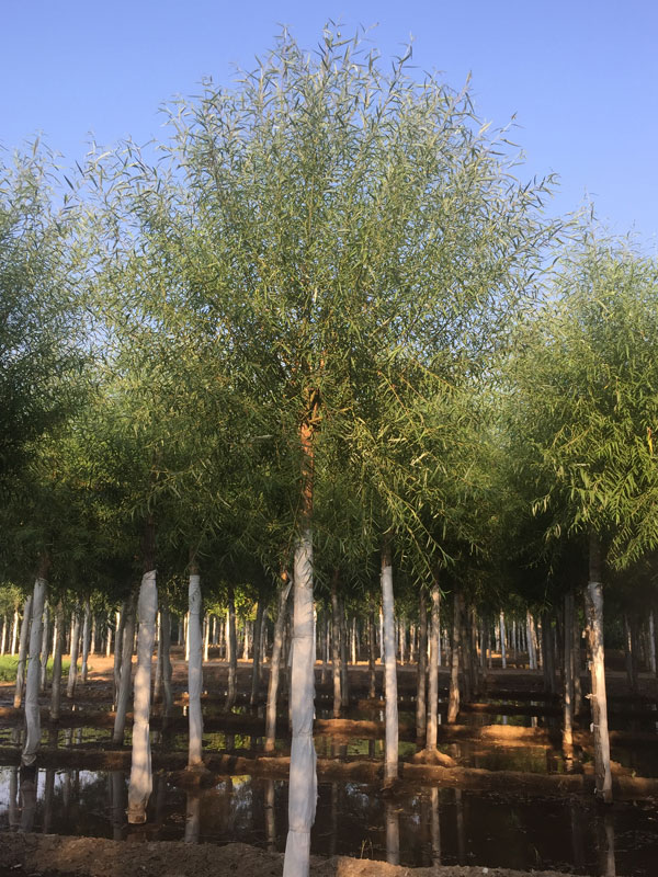 1732081193618933.jpg 27.jpg