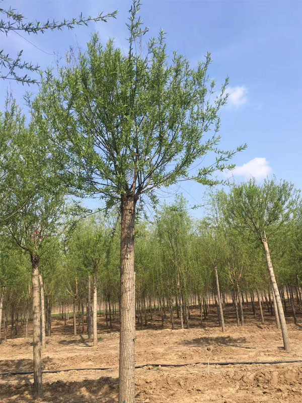 1732081401350124.jpg 24.jpg