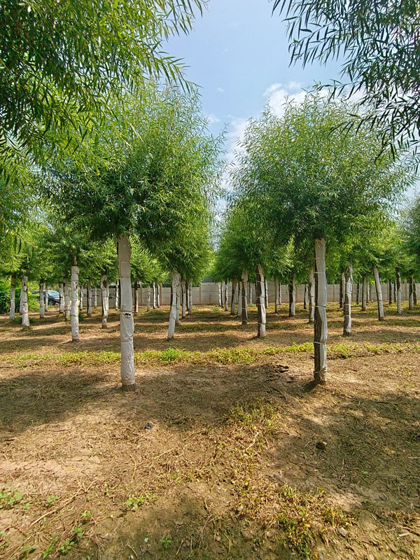 1732081859370380.jpg 18.jpg