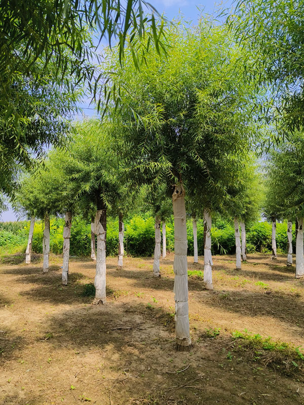 1732081916453041.jpg 17.jpg