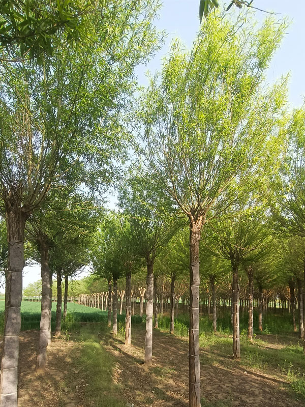 1732082060380698.jpg 15.jpg