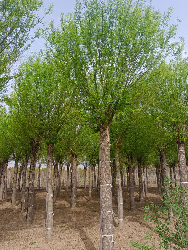 1732082380231774.jpg 11.jpg