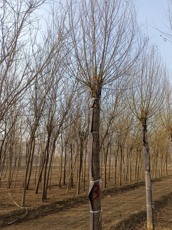 1732082489383868.jpg 10.jpg