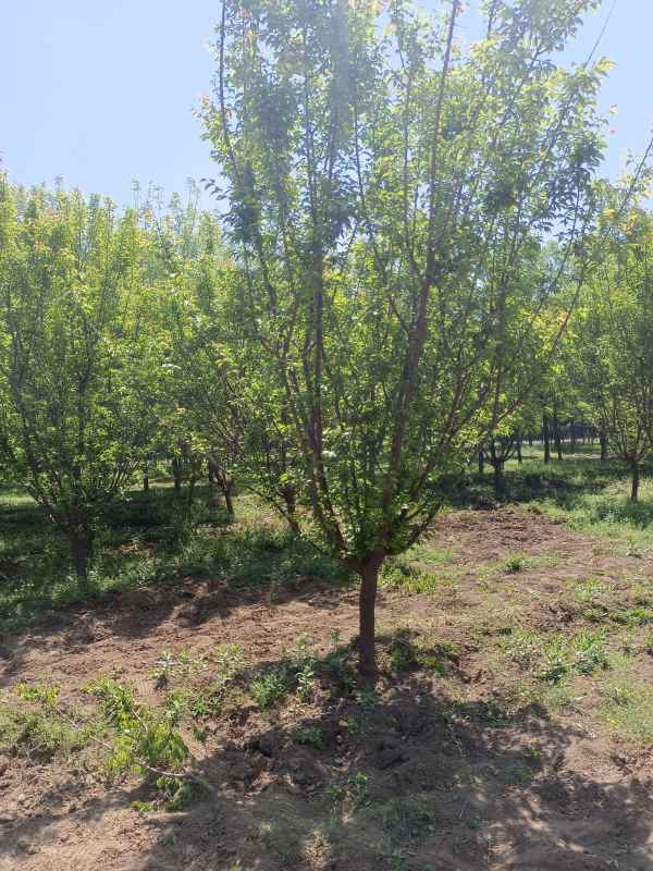 1732254939823149.jpg IMG_20220502_100952.jpg