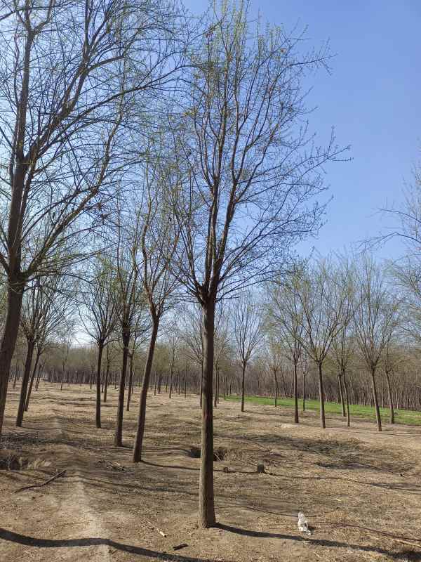 1732342405844809.jpg IMG_20230318_093424.jpg