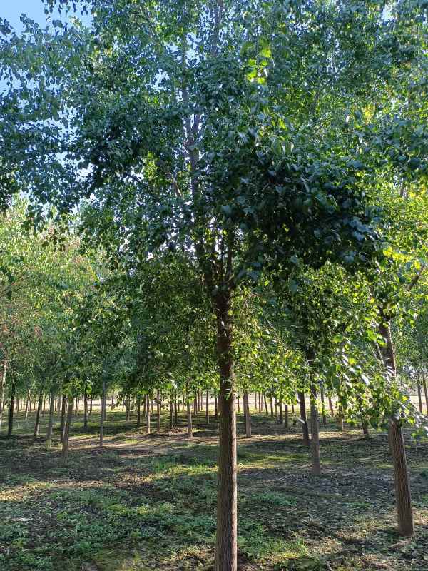 1732342769941879.jpg IMG_20211016_084705.jpg