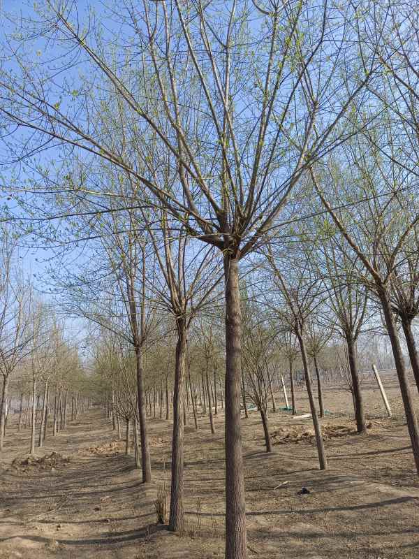 1732342899805845.jpg IMG_20230318_085147.jpg