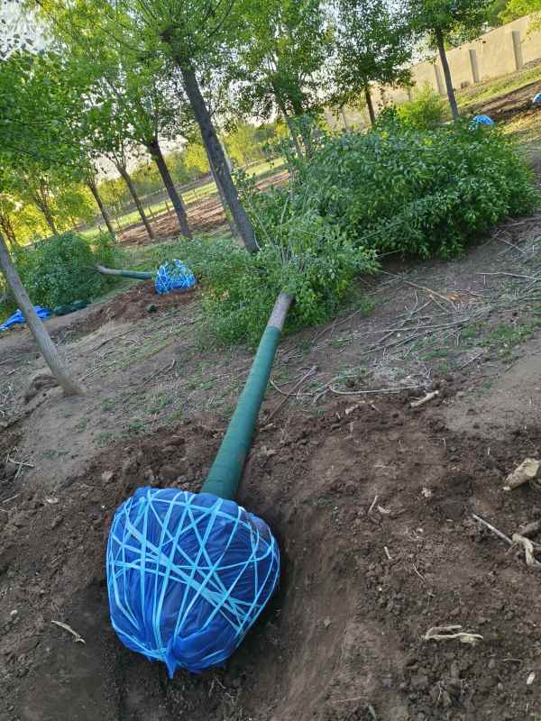 1732342991845778.jpg IMG_20230429_063459.jpg