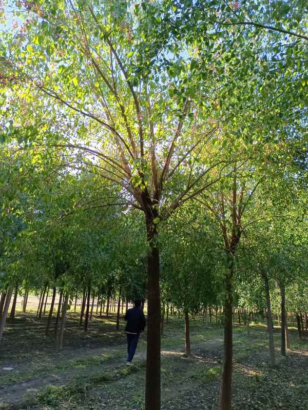 1732343083661004.jpg IMG_20211016_084725.jpg