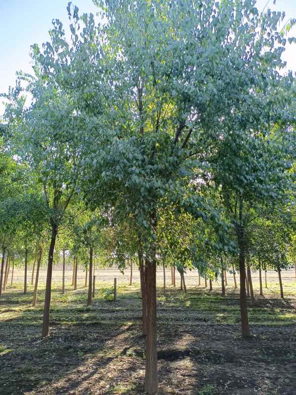 1732343205463838.jpg IMG_20211016_084730.jpg