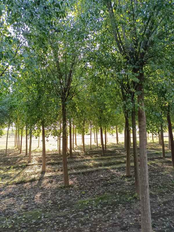 1732345411631837.jpg IMG_20211016_084736.jpg