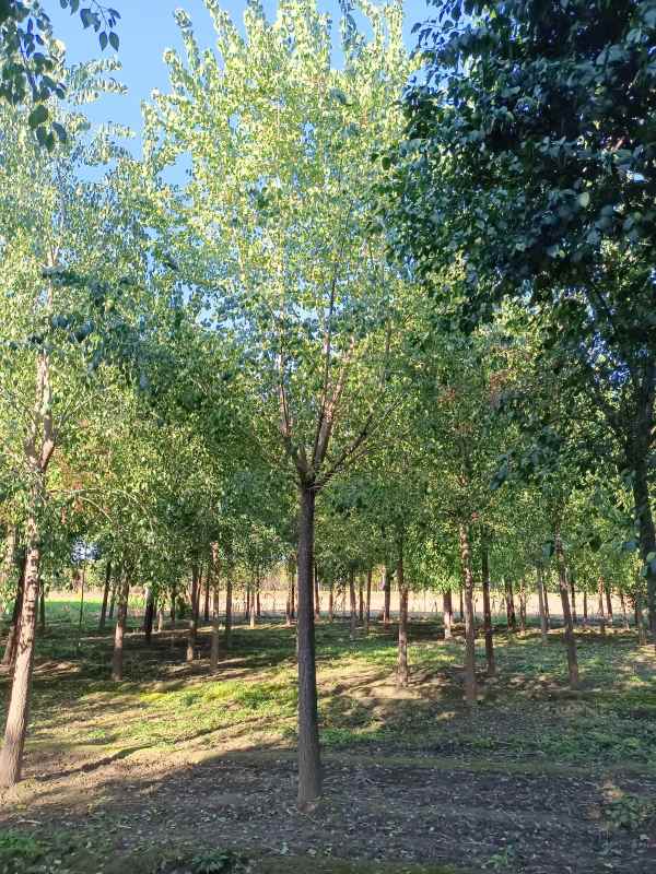 1732345507939917.jpg IMG_20211016_084744.jpg