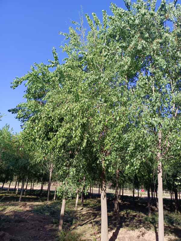 1732345582612547.jpg IMG_20211016_085043.jpg