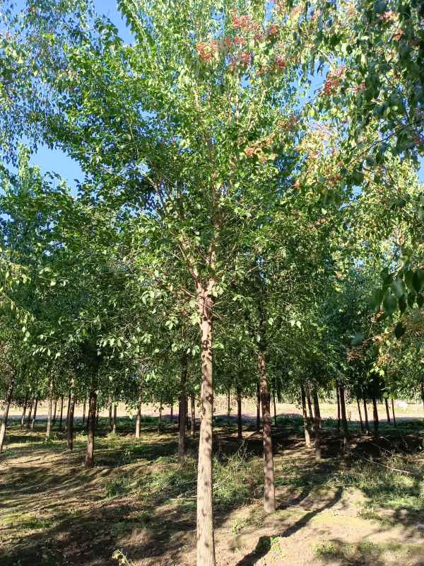 1732345655594660.jpg IMG_20211016_085055.jpg