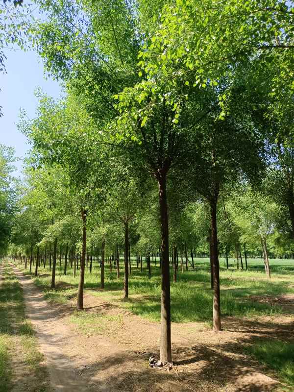 1732345804225495.jpg IMG_20220502_095952.jpg