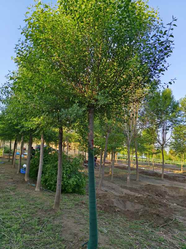 1732346191838767.jpg IMG_20230429_063446.jpg