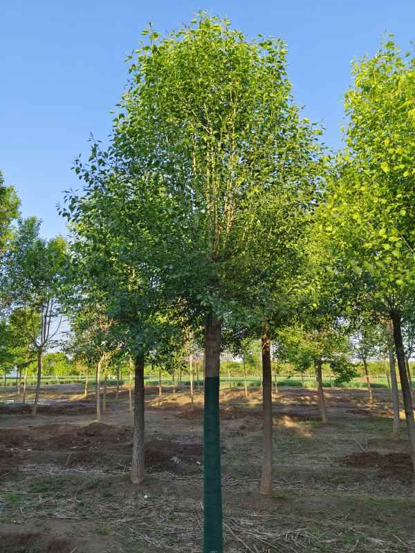 1732346539465597.jpg IMG_20230429_063439.jpg