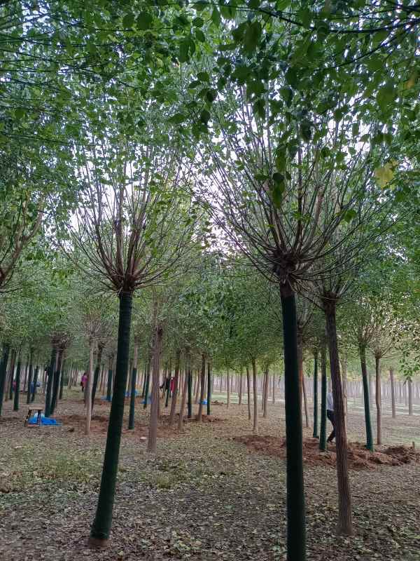 1732346613518060.jpg IMG_20221012_065829.jpg