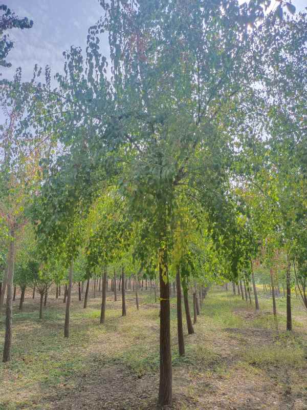 1732346806820378.jpg IMG_20221015_122235.jpg