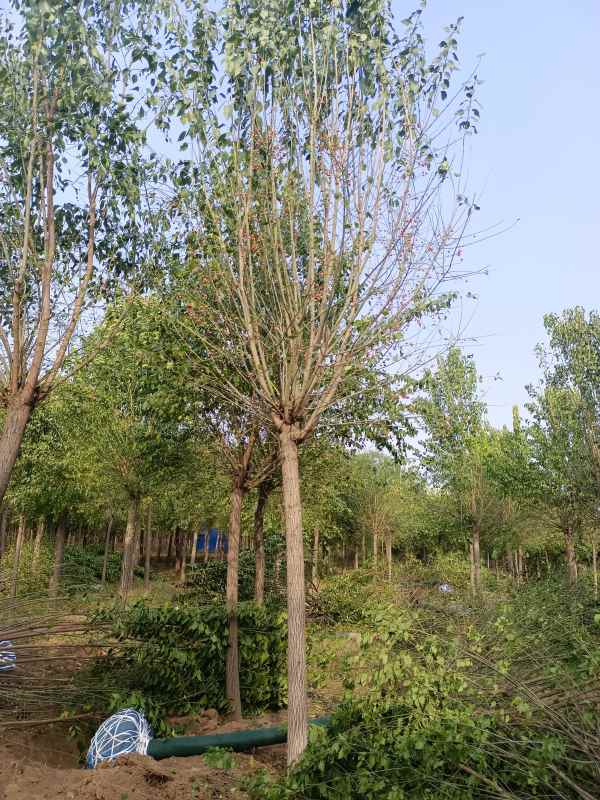 1732346964838012.jpg IMG_20221016_084323.jpg