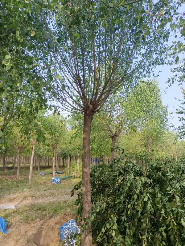 1732347079240129.jpg IMG_20221016_084337.jpg