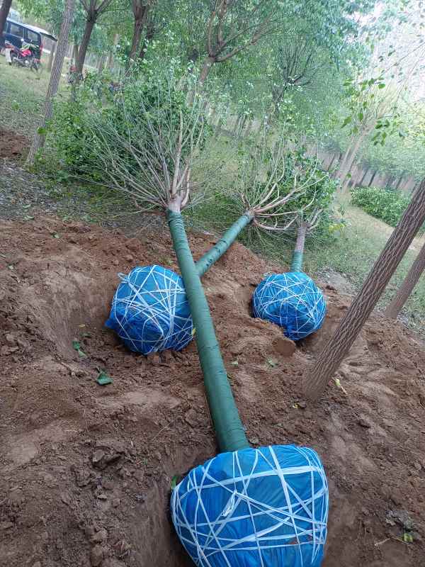 1732347273704334.jpg IMG_20221012_065634.jpg