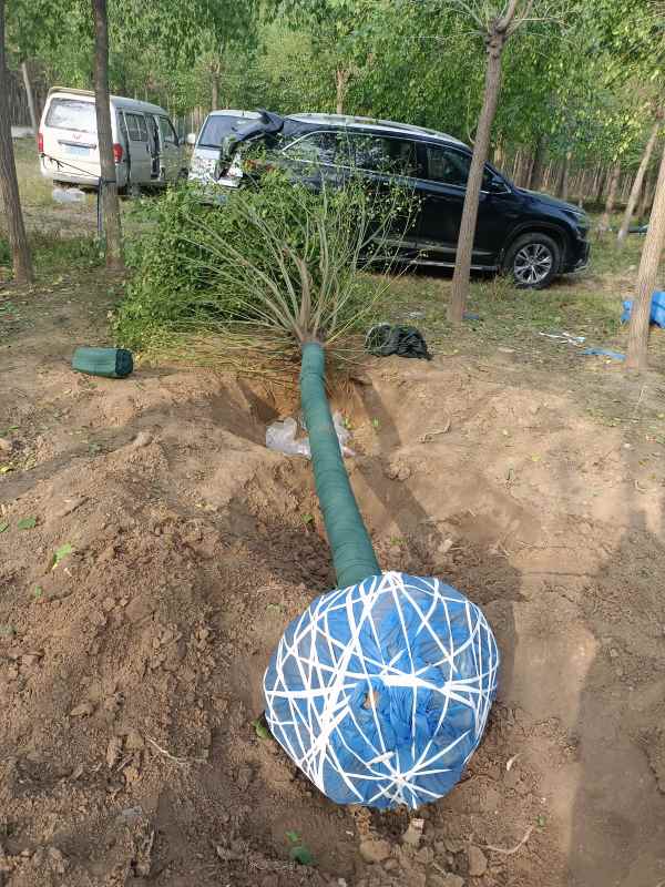 1732347370960329.jpg IMG_20221016_084346.jpg