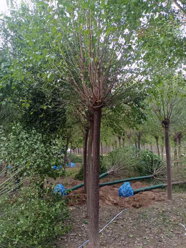 1732347458843149.jpg IMG_20221012_065744.jpg