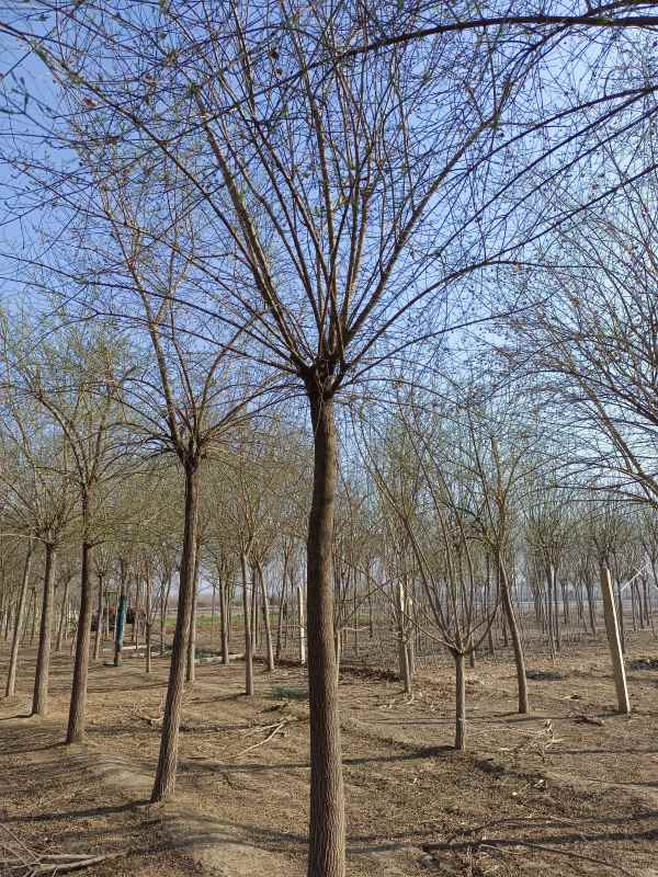 1732347572783110.jpg IMG_20230318_085043.jpg