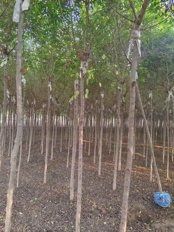 1732416711934904.jpg IMG_20231008_164347.jpg