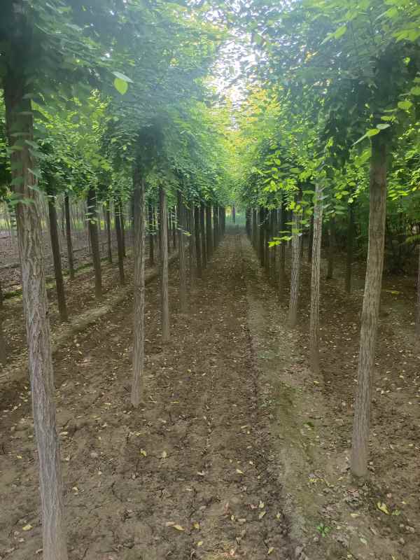 1732416930487272.jpg IMG_20220905_171507.jpg