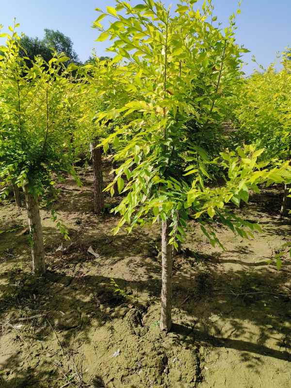 1732417099157786.jpg IMG_20230705_081953.jpg