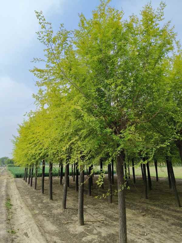 1732417173969903.jpg IMG_20230427_092143.jpg