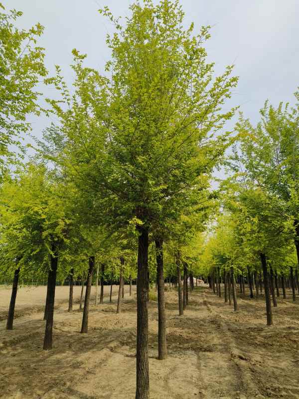 1732417341629918.jpg IMG_20230427_091902.jpg