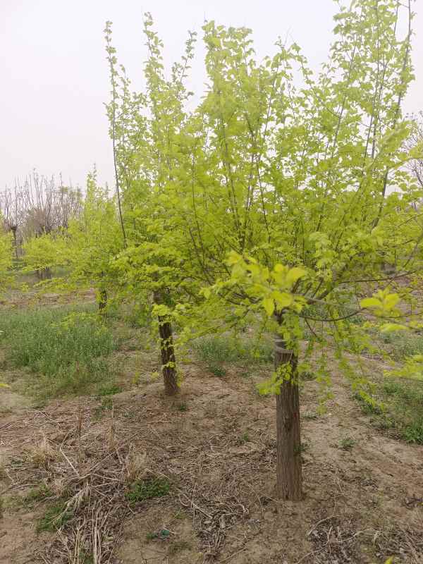 1732417454780014.jpg IMG_20230411_092955.jpg