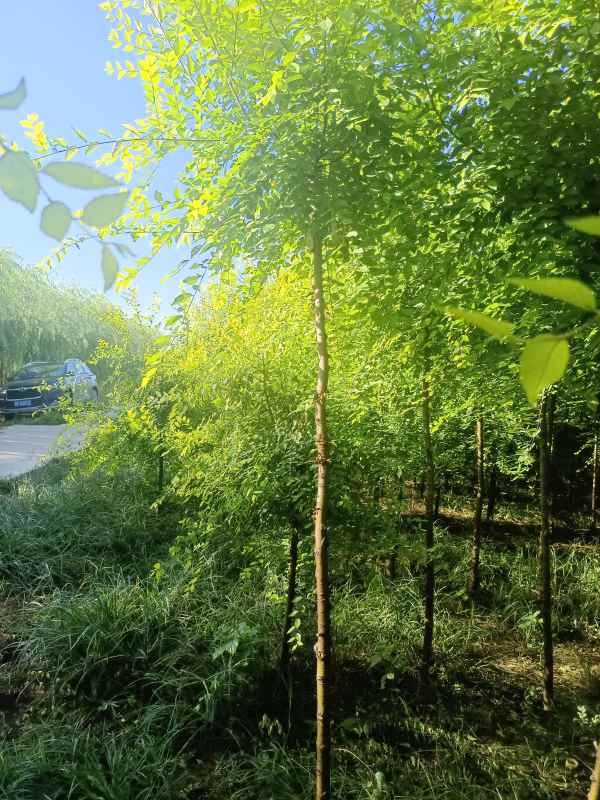 1732417642472154.jpg IMG_20220901_075816.jpg