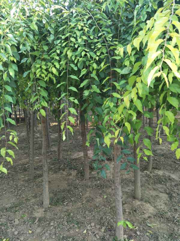 1732502844726055.jpg IMG20170918165448.jpg