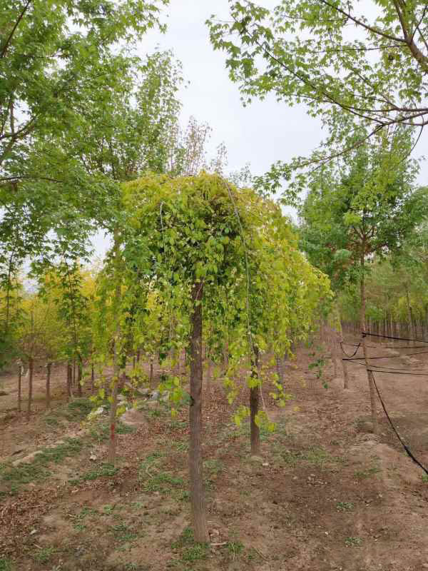 1732503191879822.jpg mmexport1555898577227.jpg