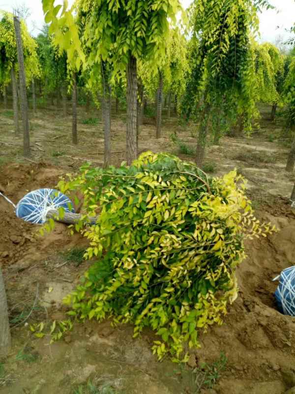 1732503369420255.jpg mmexport1506130045070.jpg